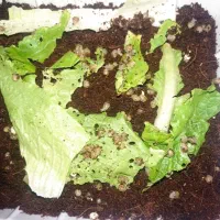 فروش جوجه حلزون  البینو
