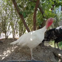 بوقلمون تخمگذار،8ماهه