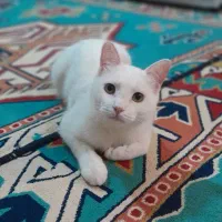 گربه خونگی|گربه|معصومیه, |دیوار