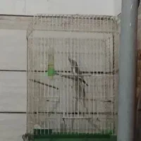قفس