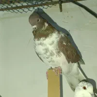 فروش کبوتر پرشی|پرنده|زرندیه, |دیوار