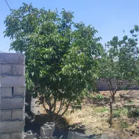باغ چهار دیواری گل مینا کهریزسنگ. گلدشت
