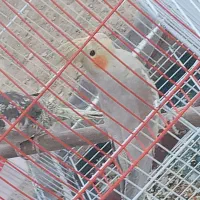 یک جفت عروس هلندی|پرنده|نهاوند, |دیوار