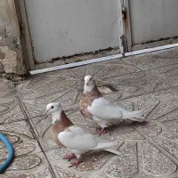 کبوتر|پرنده|ابهر, |دیوار