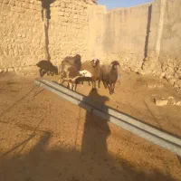 شیشک میش بره نر ماده|حیوانات مزرعه|کوهدشت, |دیوار