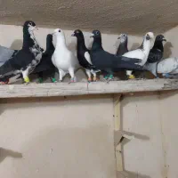 کفتر یا کبوتر|پرنده|شیراز, ارم|دیوار