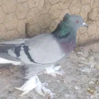 کبوتر زینتی