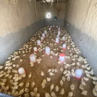 پیش فروش جوجه بوقلمون بیوتی۶از شرکت زرین یکماهه|حیوانات مزرعه|شیراز, شاهچراغ|دیوار