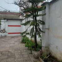 کاج مطبق|گل و گیاه طبیعی|رشت, چمارسرا|دیوار