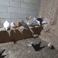 تخمرغ نطفه دار