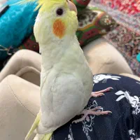 عروسی هلندی