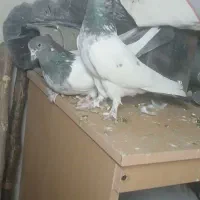 نروماده کلدم سبزکاکلی