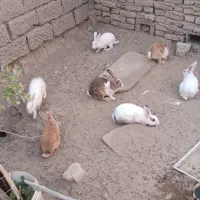 خرگوش