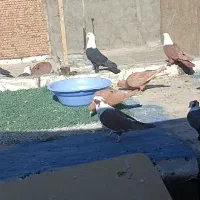 کله سفید عتیقه