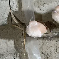 کبوتر|پرنده|تولم شهر, |دیوار