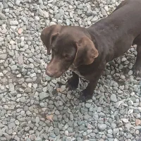 حیوان‌خانگی‌بسیارباهوش‌وشکاری