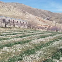 مرغداری5000قطعه ای|فروش دفتر صنعتی، کشاورزی، تجاری|موچش, |دیوار