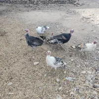 بوقلمون خانگی مخصوص جوجه کشی