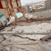 جفت سینه|حیوانات|بیرجند, |دیوار