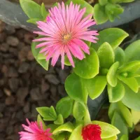 گل ناز ،برگ بیدی ، خرفه در استان قم و آوه