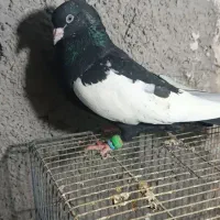 سینه سیاه نر|پرنده|مشهد, امیریه|دیوار