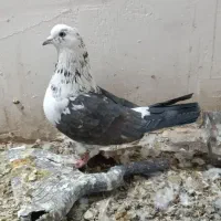 کفتر|پرنده|قم, ولیعصر|دیوار