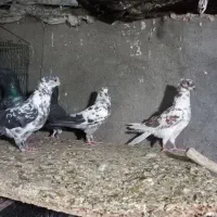 کبوتر گرفتنی کاشان