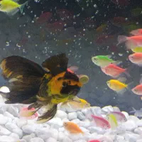 ماهی گلدفیش|ماهی|مبارکه, |دیوار