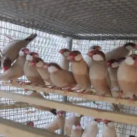 فنج نرگسی شکلاتی|پرنده|کازرون, |دیوار