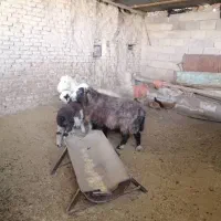 فروش سه راس میش داشتی و یک بره|حیوانات مزرعه|شیراز, کیان آباد|دیوار