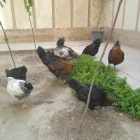 مرغ و خروس رسمی