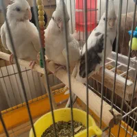 عروس هلندی جفت