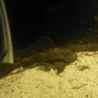 کت اسپرت ، لجنخوار