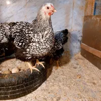 تخم مرغ نطفه دار ویاندوت جی اس سیلور بلو|حیوانات مزرعه|تهران, جیحون|دیوار