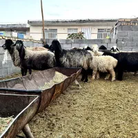 میش بره دار
