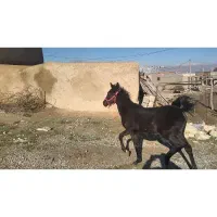 کره مادیان مشکی کره قهرمان حسینی