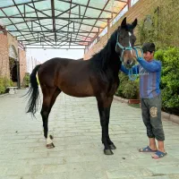 کره اسب نریان آگودتا دوسرخارجی ۳ساله و نیم
