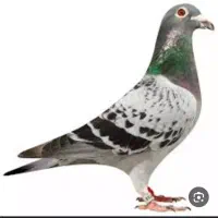 کبوتر۴۰عدد