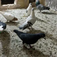 کفتر رنگه آلمانی جفتگاع پرشی کبوتر فروش فوری|پرنده|مشهد, کشف|دیوار