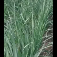 سبزی خورشتی وخوردن