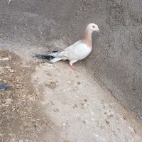 کبوتر جلک طاووسی نر