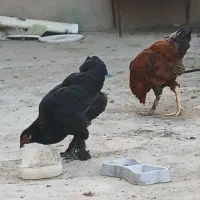 فروش مرغ وخروس محلی