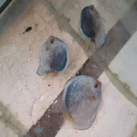دیسکس مرکوری