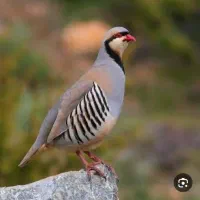 پرنده زینتی