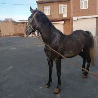 اسب|اسب و تجهیزات اسب‌سواری|دهگلان, |دیوار