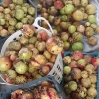 انار شیرین بهشهر