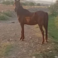 مادیون و کر نریون