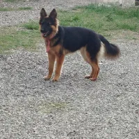 سگ ژرمن ماده|سگ|کیاشهر, |دیوار