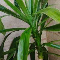 3تاگل باگلدان دانه ای 200هزارتومان