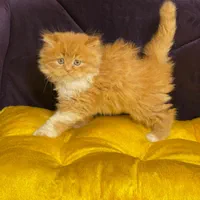 سرزمین گربه های اشرافی ( iran cats)|گربه|اهواز, زیتون کارمندی|دیوار